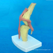 Hunde-Kniegelenk-Funktionsmodell für medizinische Lehre (R190111)